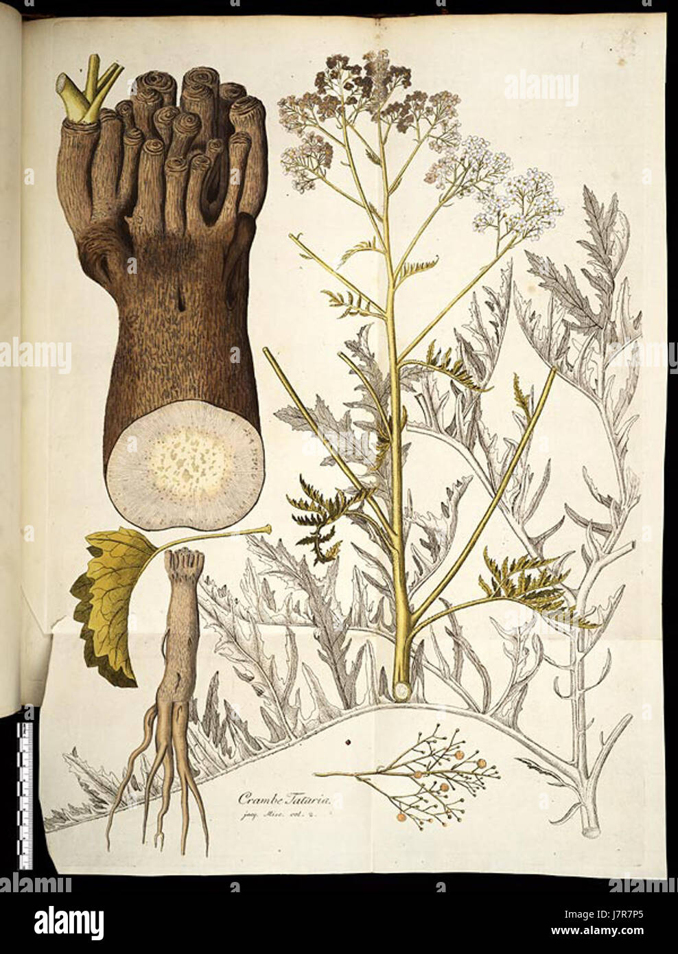 Krambe tataria Stockfoto