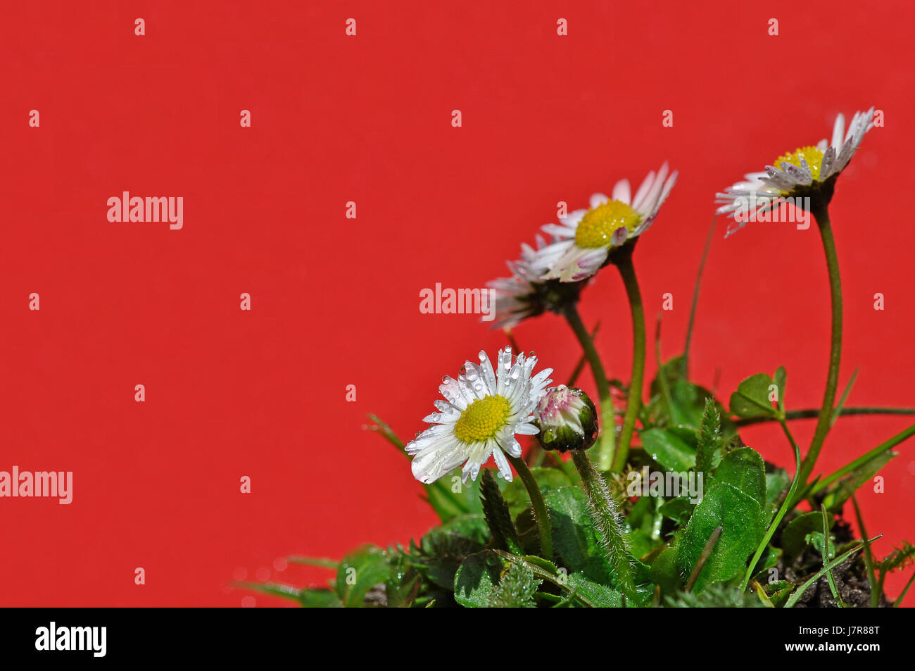 Röschen Daisy Hintergrund Hintergrund rot grüne Blüte Blüte gedeihen gedeihen Stockfoto