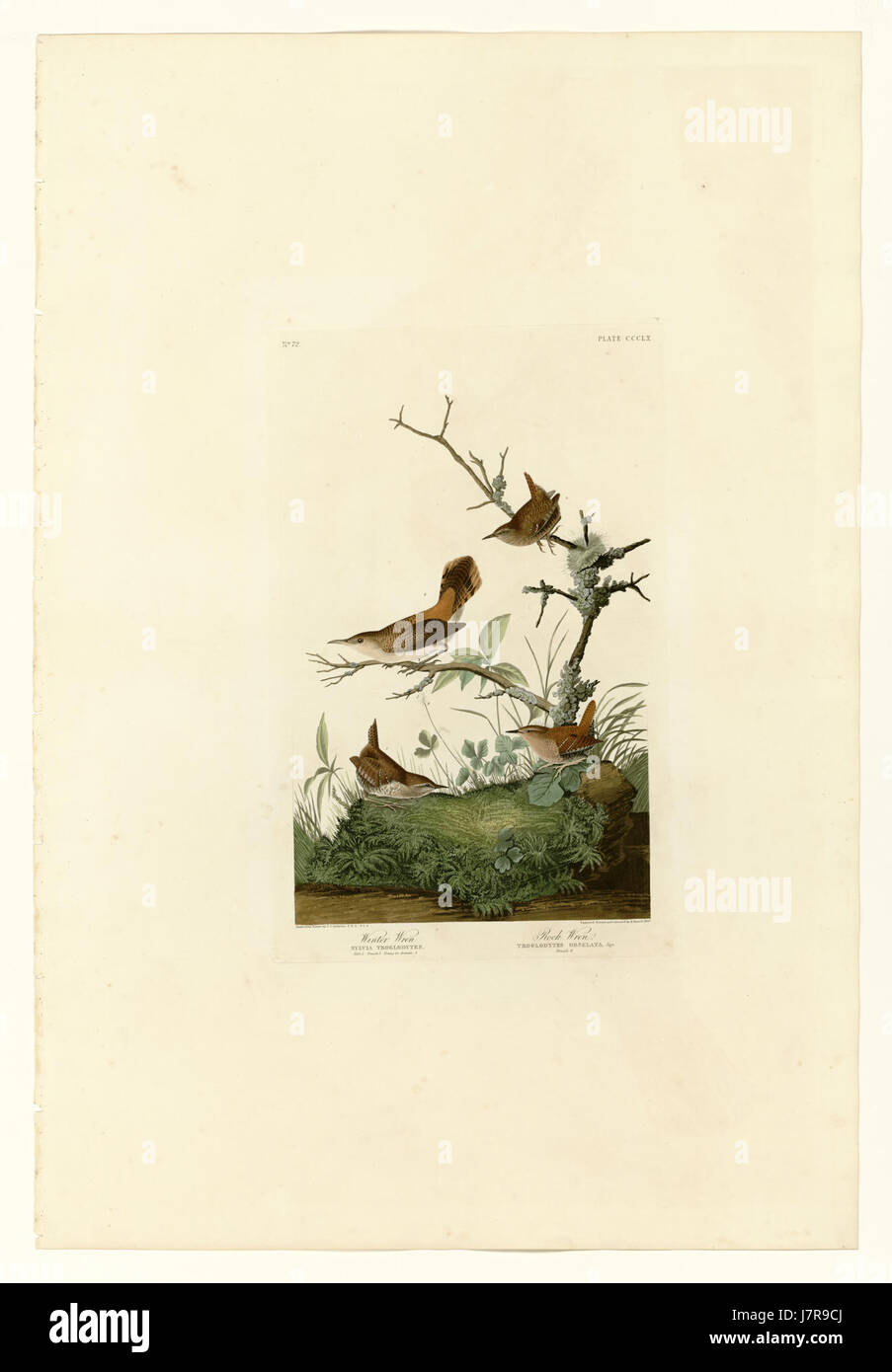 '360 I. Winterzorn 2. Rock Wren' bezieht sich auf eine Reihe von Vogelarten, die Winter Wren und Rock Wren, die für ihre charakteristischen physischen Eigenschaften und Lebensräume bekannt sind. Diese Zauner sind kleine Singvögel, die in verschiedenen Regionen zu finden sind, und zeichnen sich durch ihre hohen rufe und ihr geheimnisvolles Verhalten aus. Stockfoto