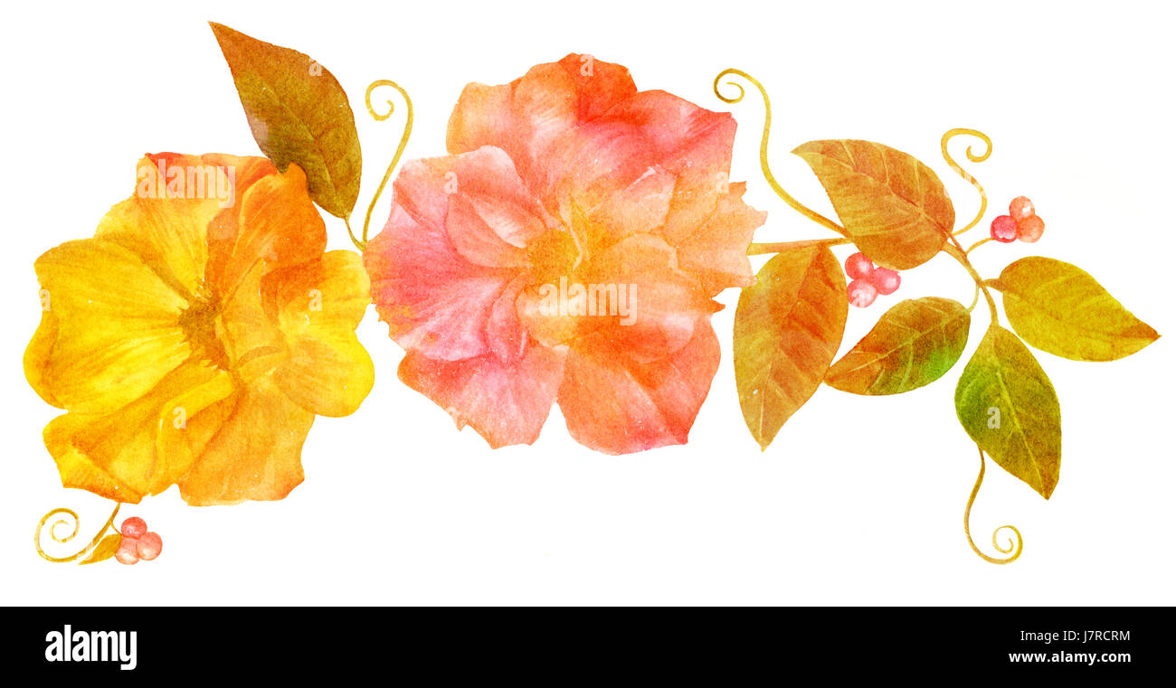 Ein Aquarell Blumen Vignette, viktorianischen Stil, mit einem rosa und eine gelbe Rose und Beeren, handbemalt auf weißem Hintergrund, golden getönt Stockfoto
