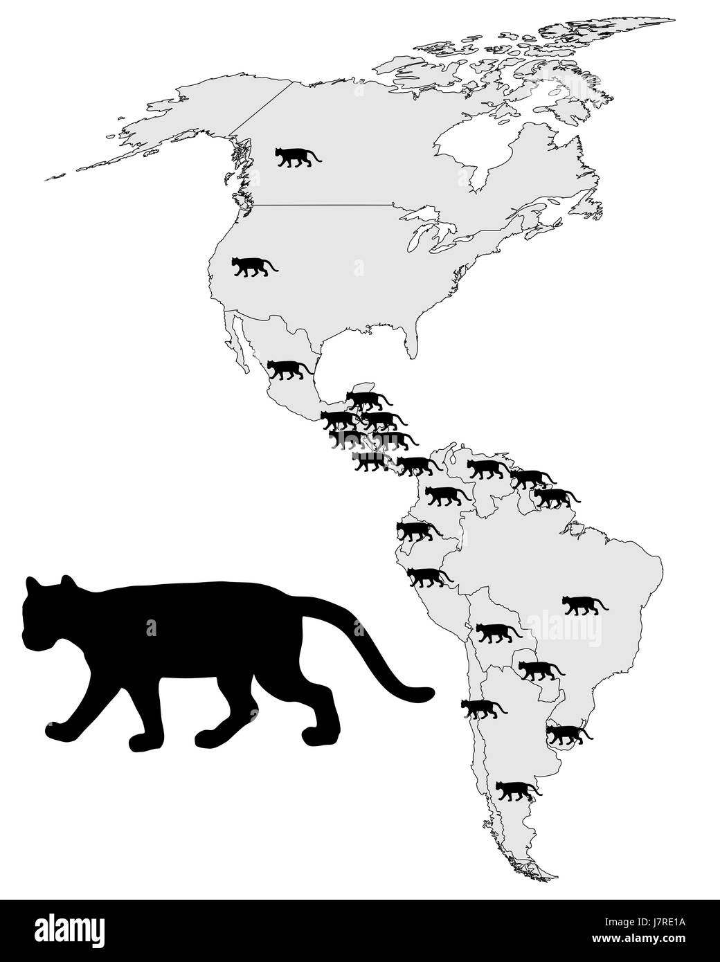 Optional Farbe Tier grüne Raubkatze Raubkatze schwarze dunkelhäutige kohlschwarze Stockfoto
