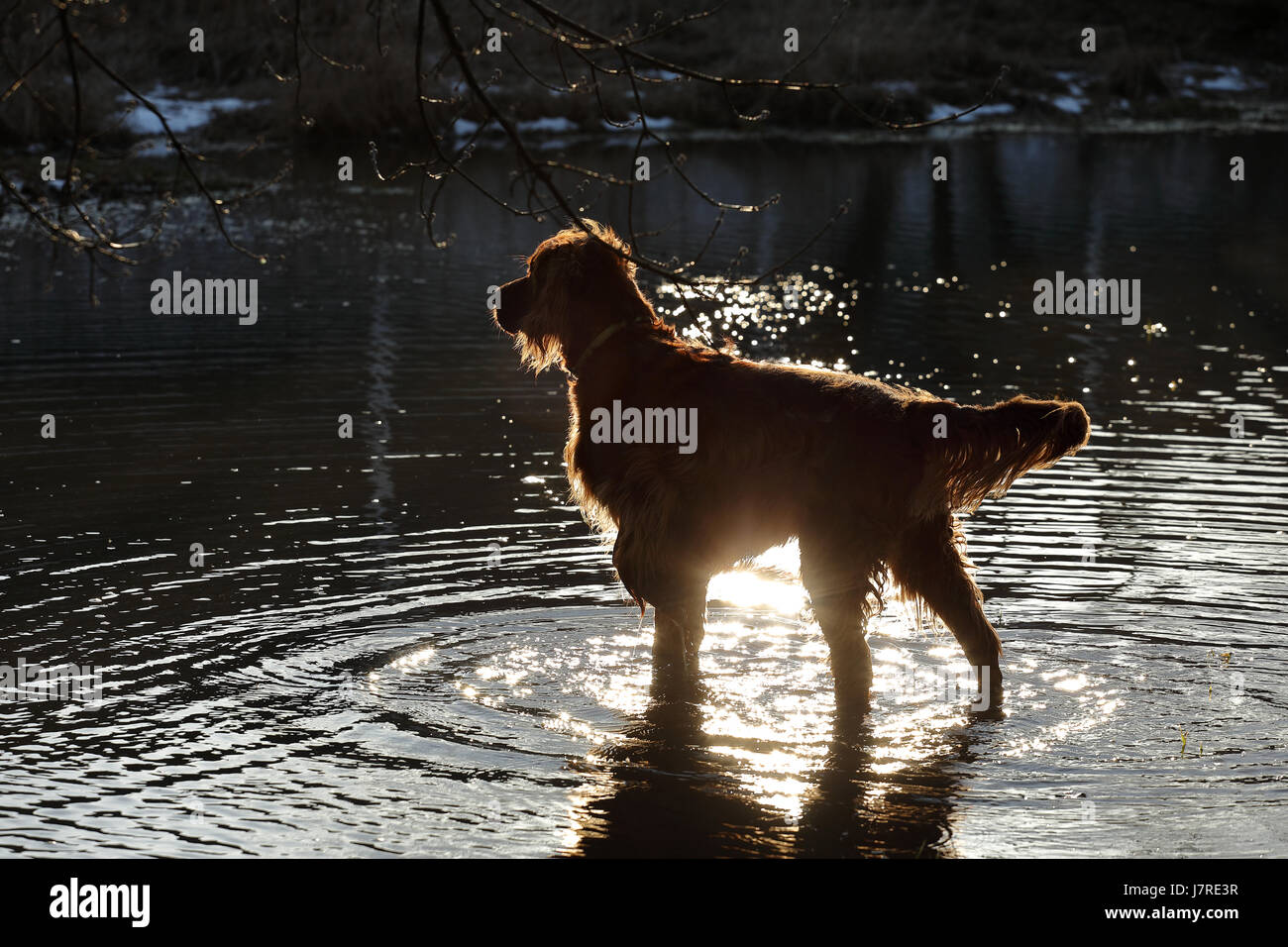 Der Setter Hund spielt im Wasser Stockfoto