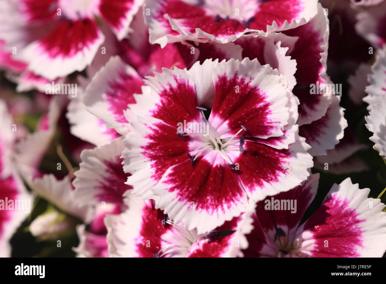 Blatt Objekte Makro Nahaufnahme Makro Aufnahme Nahaufnahme Blick süß Farbe closeup Stockfoto