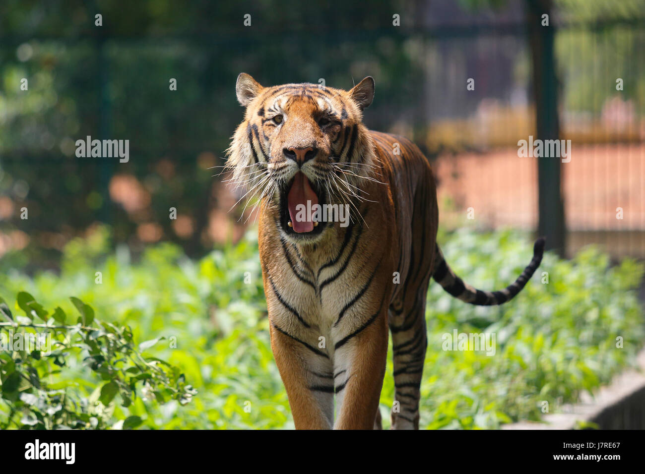 Ein royal Bengal Tiger ta Dhaka Zoo. Dhaka, Bangladesch Stockfoto