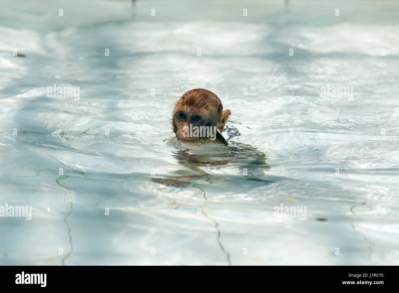 Ein Rhesus-Makaken liegt am Rande des Wasserbehälters in Dhaka Zoo bei einem Bad in der Sommerhitze zu entfliehen. Dhaka, Bangladesch Stockfoto