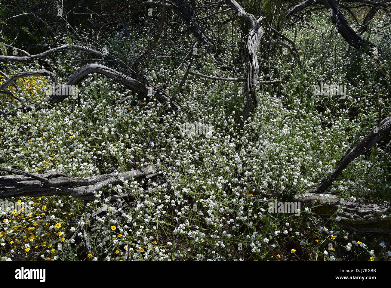 Popcorn-Blumen wachsen über tot Chamise Stamm, Mesa Del Mar Stockfoto