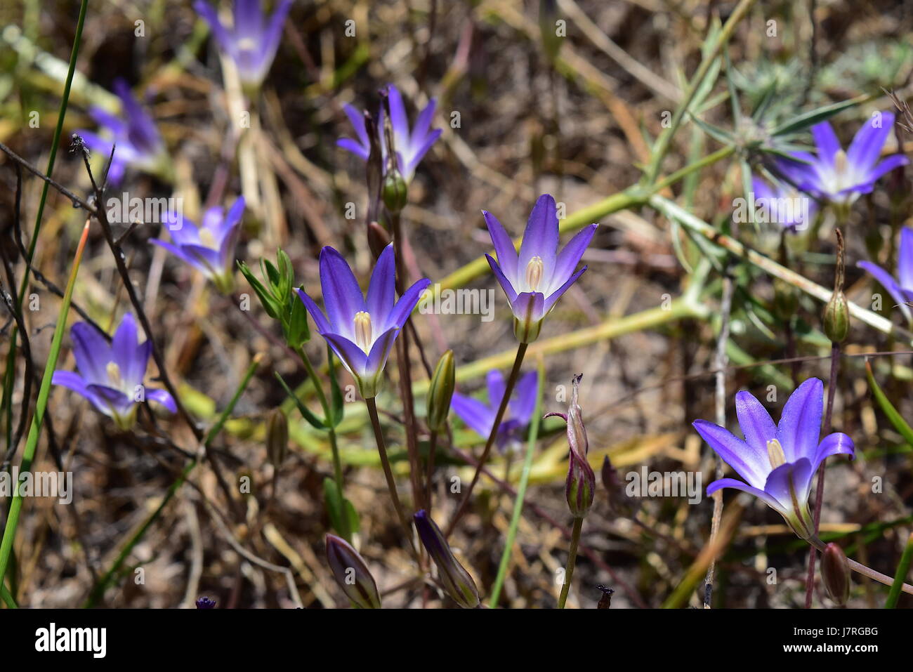 Vom Aussterben bedrohte Orcutt Brodiaea Blumen, Del Mar Mesa Vernal Pool, San Diego, Kalifornien Stockfoto
