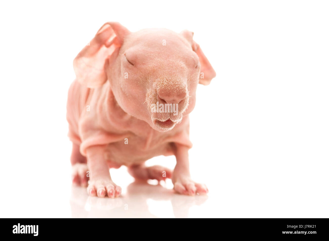 isolierte Tier Haustier Säugetier haarlose Schnurrhaare Meerschweinchen Objekt Leben existieren Stockfoto