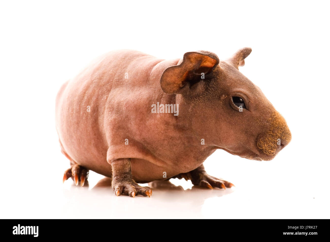 isolierte Tier Haustier Säugetier haarlose Schnurrhaare Meerschweinchen Objekt Leben existieren Stockfoto