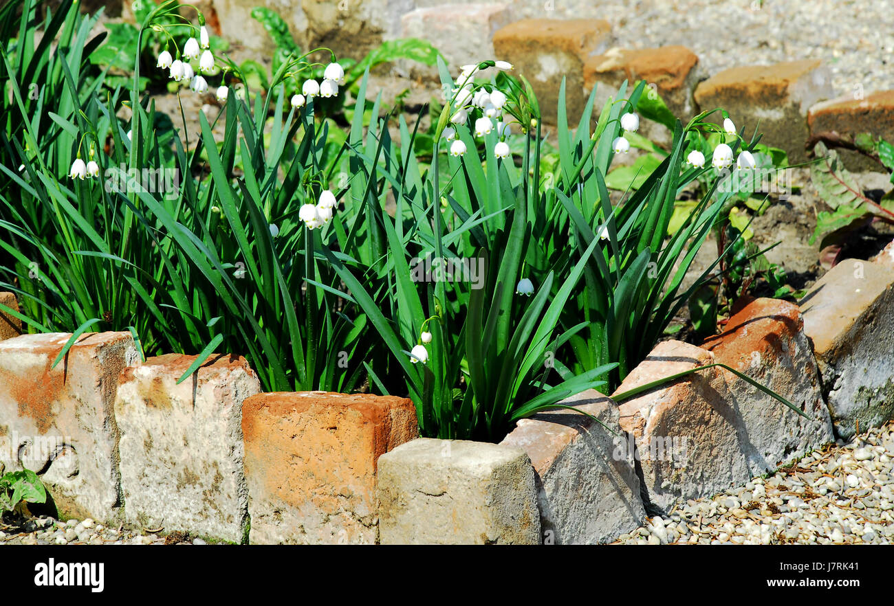 Blume Pflanze Frühling Blüte Mai Maiglöckchen Pflanze Blume Frühlingsblumen Stockfoto
