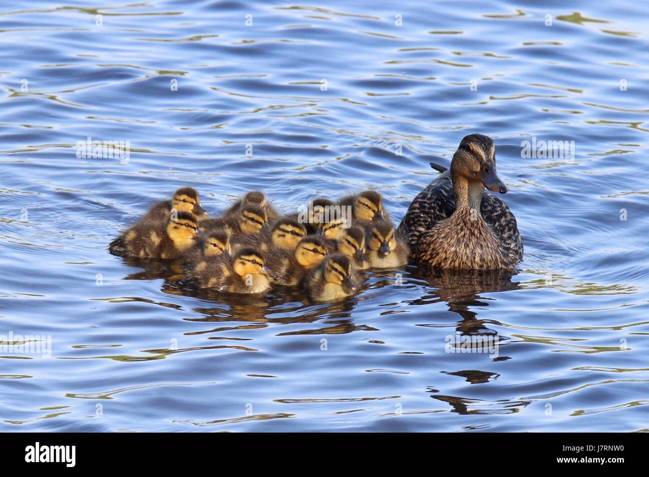 Eine Mutter Stockente mit ihrer Familie von Entenküken Stockfoto