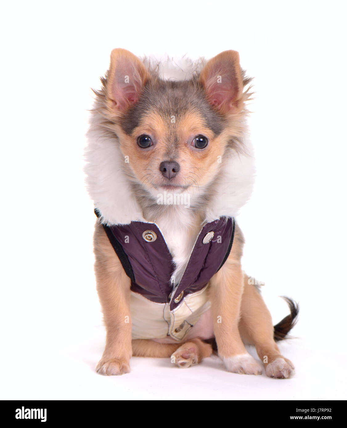 isolierte Winter Tier Haustier Säugetier kleine winzige kleine kurze Hund Modestudio Stockfoto