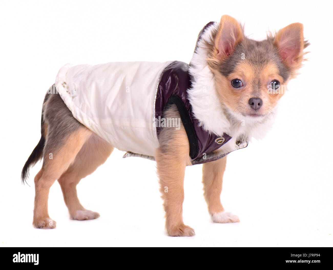 isolierte Winter Tier Haustier Säugetier kleine winzige kleine kurze Hund Modestudio Stockfoto