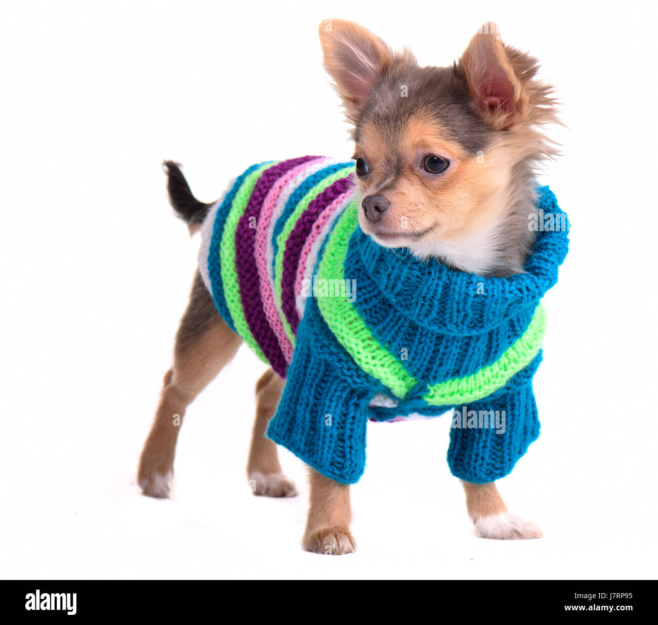 isolierte Mode Winter Tier Haustier Hut kleine winzige kleine kurze Hund Studio Welpen Stockfoto