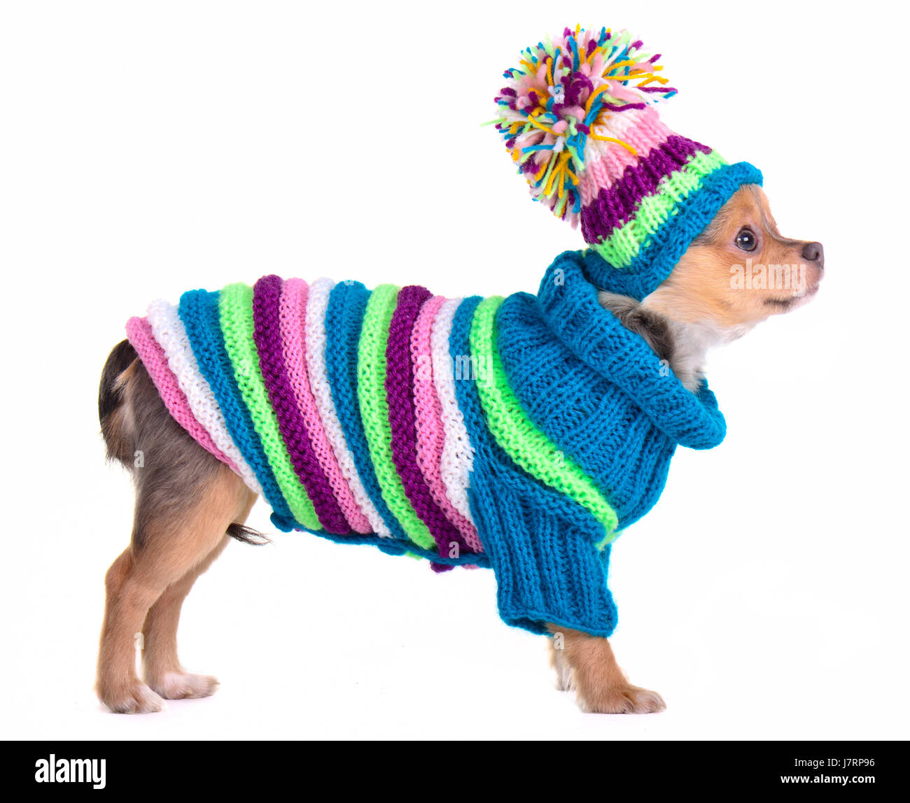 isolierte Mode Winter Tier Haustier Hut kleine winzige kleine kurze Hund Studio Welpen Stockfoto