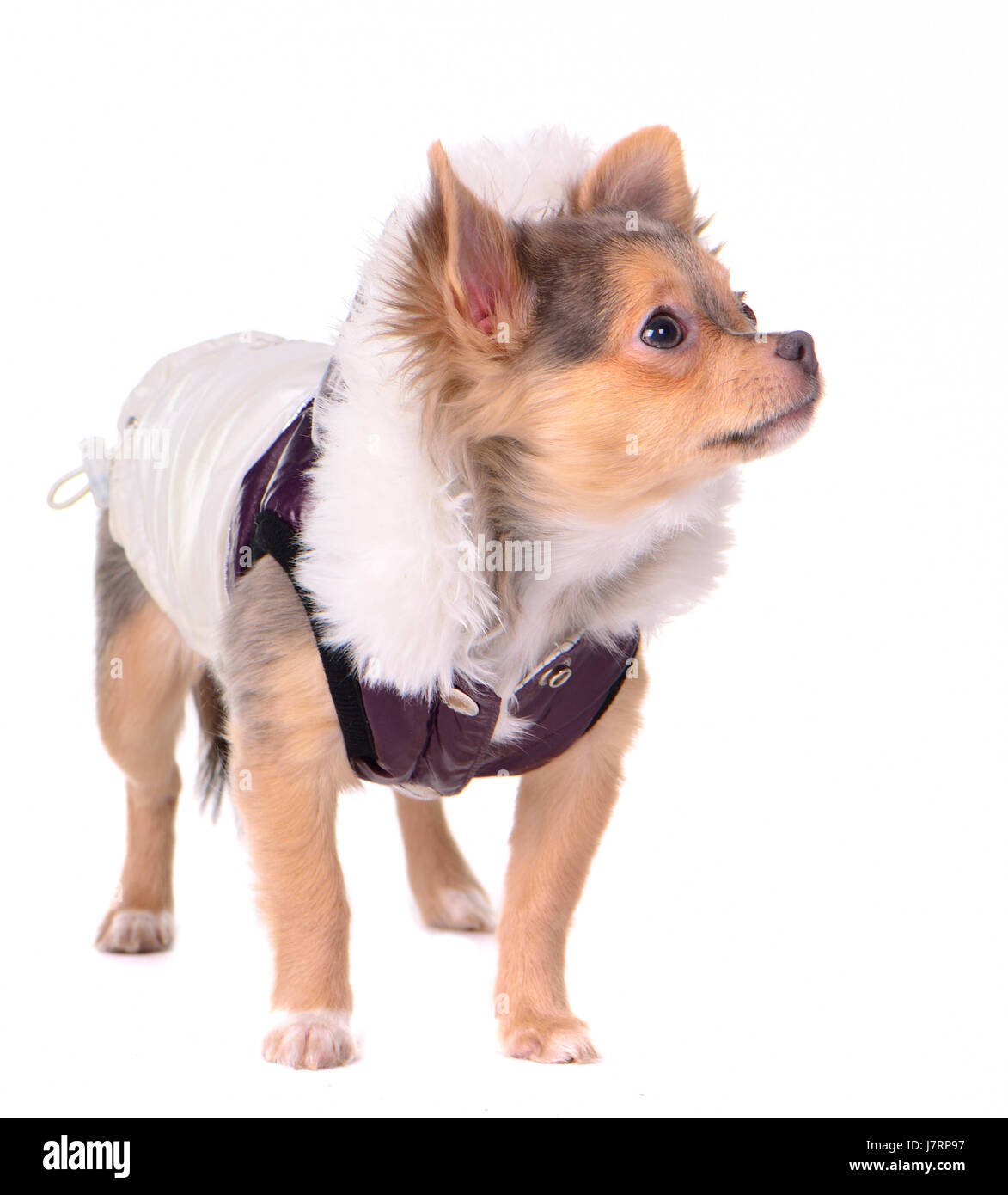isolierte Winter Tier Haustier Säugetier kleine winzige kleine kurze Hund Modestudio Stockfoto