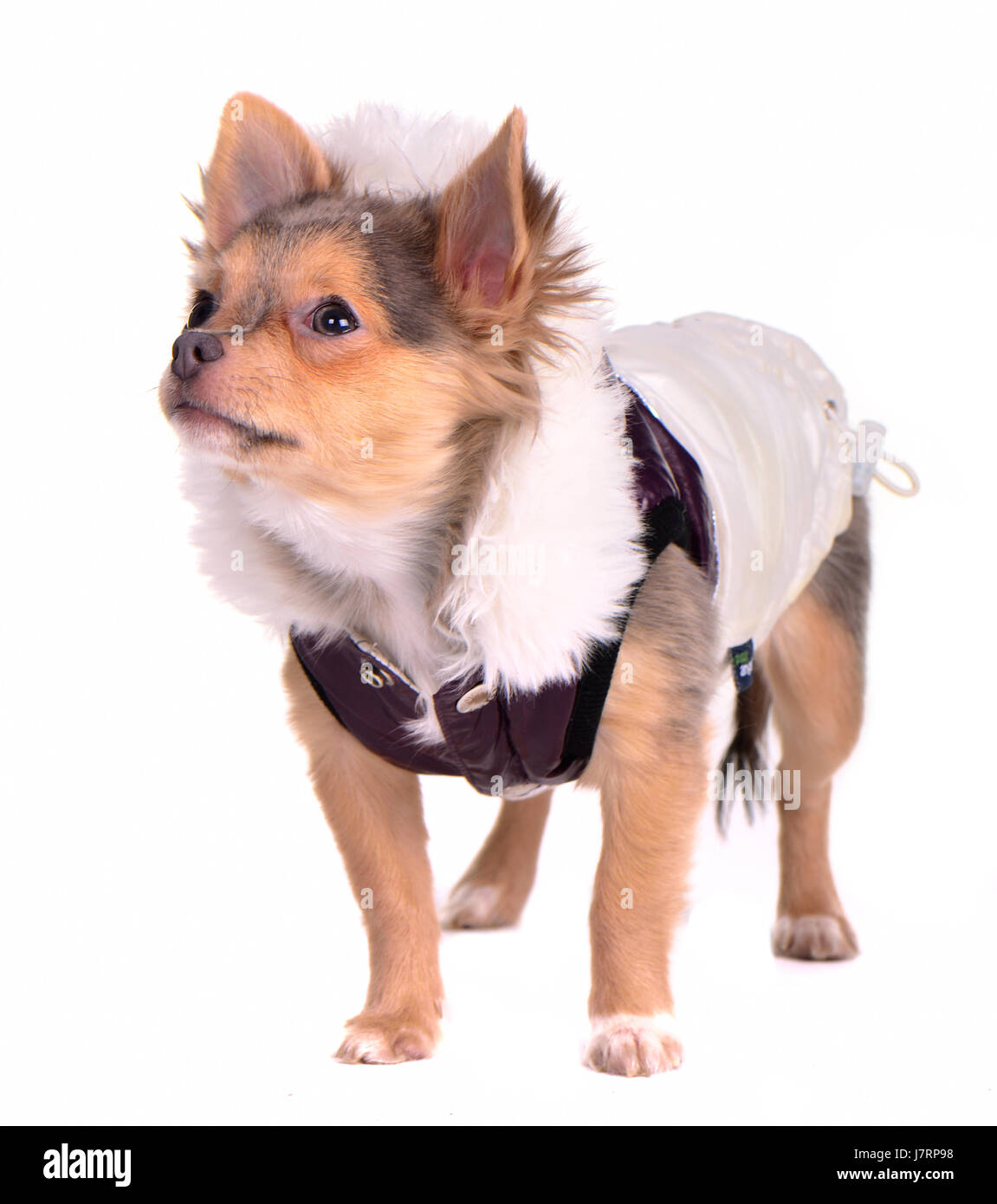 isolierte Winter Tier Haustier Säugetier kleine winzige kleine kurze Hund Modestudio Stockfoto