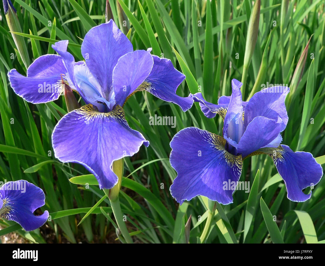 Lilien blau Fotos und Bildmaterial in hoher Auflösung Alamy