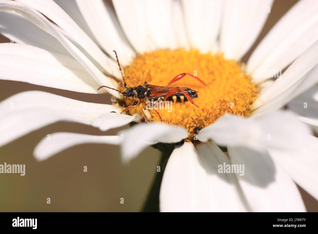 Makro Nahaufnahme Makro Aufnahme hautnah Ansicht Detail Nahaufnahme Tier Insekt Stockfoto