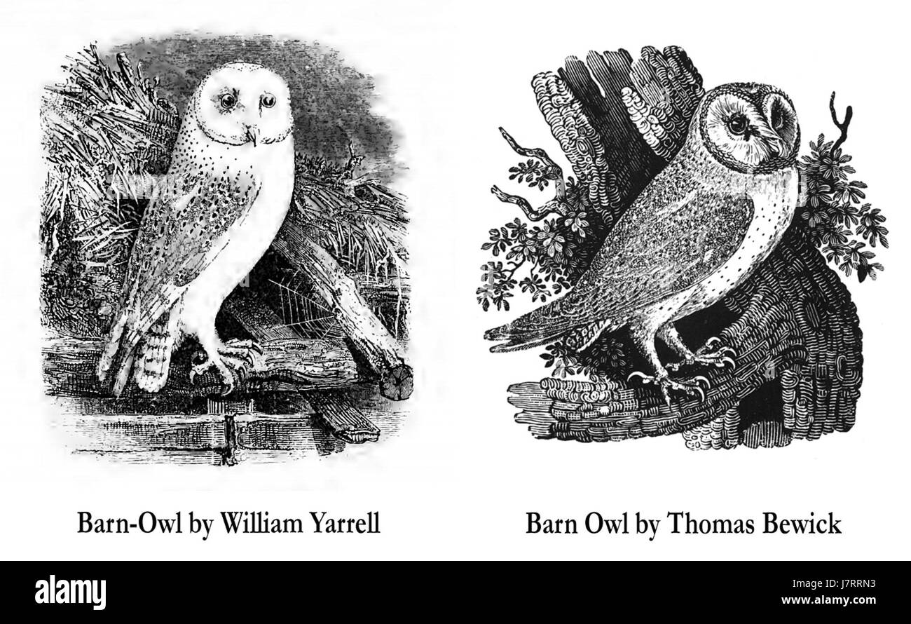 Schleiereule (History of British Birds) William Yarrell Thomas Bewick Stockfoto