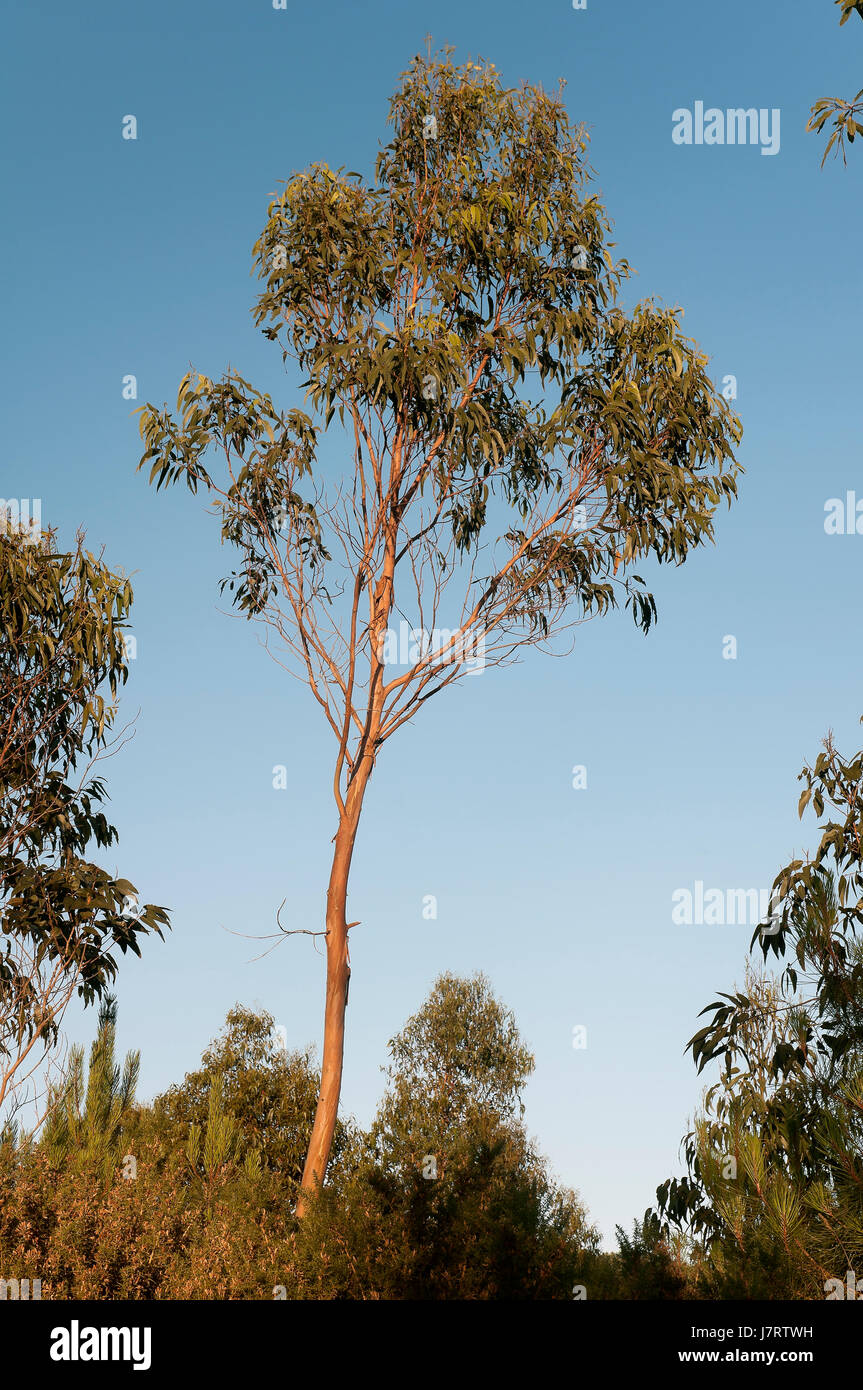 Eukalyptus Wald, Camarinas, La Coruña Provinz, Region Galicien, Spanien, Europa Stockfoto