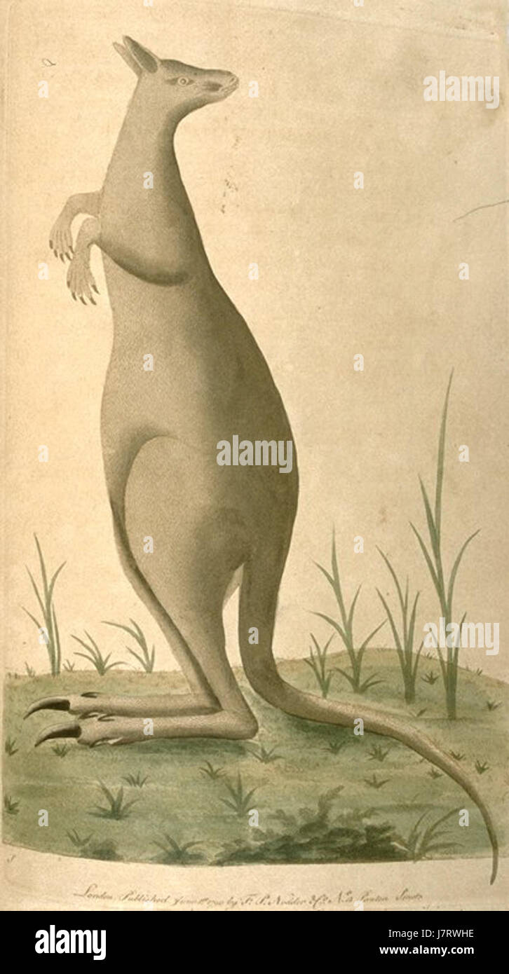 Antipodean Arten von George Shaw Stockfoto