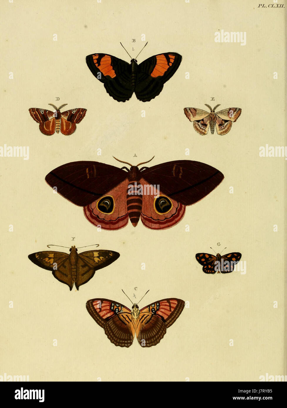 „Uitlandsche Kapellen“, Band 2, Platte 162, ist Teil eines botanischen Werkes von Cramer und Stoll, das sich auf fremde (exotische) Pflanzenarten, insbesondere Orchideen, konzentriert. Die Serie präsentiert detaillierte Abbildungen und Beschreibungen verschiedener Pflanzenarten aus der ganzen Welt und hebt deren Besonderheiten hervor. Diese spezielle Platte zeigt eine bestimmte exotische Pflanzenart. Stockfoto