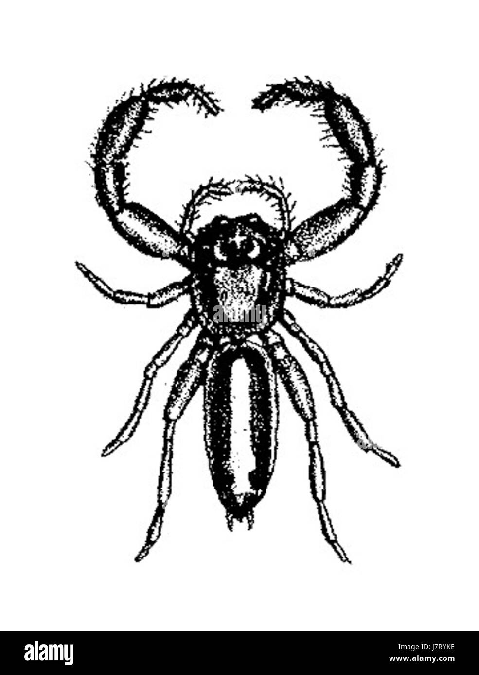 Cynapes baptizatus pt168 ist eine wissenschaftliche Referenz, die möglicherweise mit der Klassifizierung einer Art zusammenhängt, vielleicht auf dem Gebiet der Zoologie oder Taxonomie, basierend auf ihrem lateinischen Namen. Stockfoto