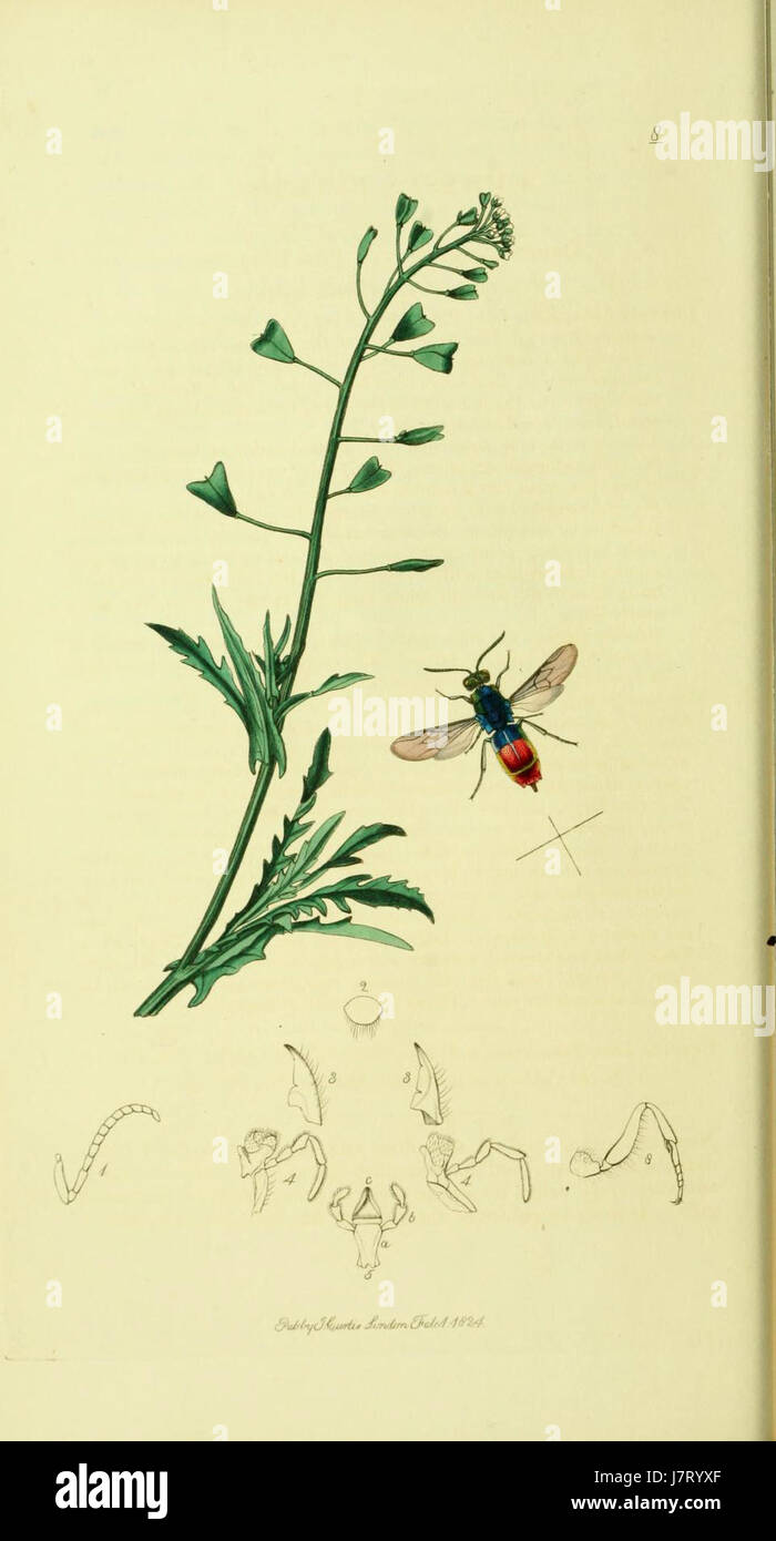 Diese Platte aus Band 4 von „British Entomology“ zeigt Illustrationen von Insekten, die im Vereinigten Königreich beheimatet sind. Das Buch des bekannten Entomologen John Curtis ist eine umfassende Arbeit über die in Großbritannien gefundenen Insektenarten und dient als wichtige Referenz in entomologischen Studien. Stockfoto