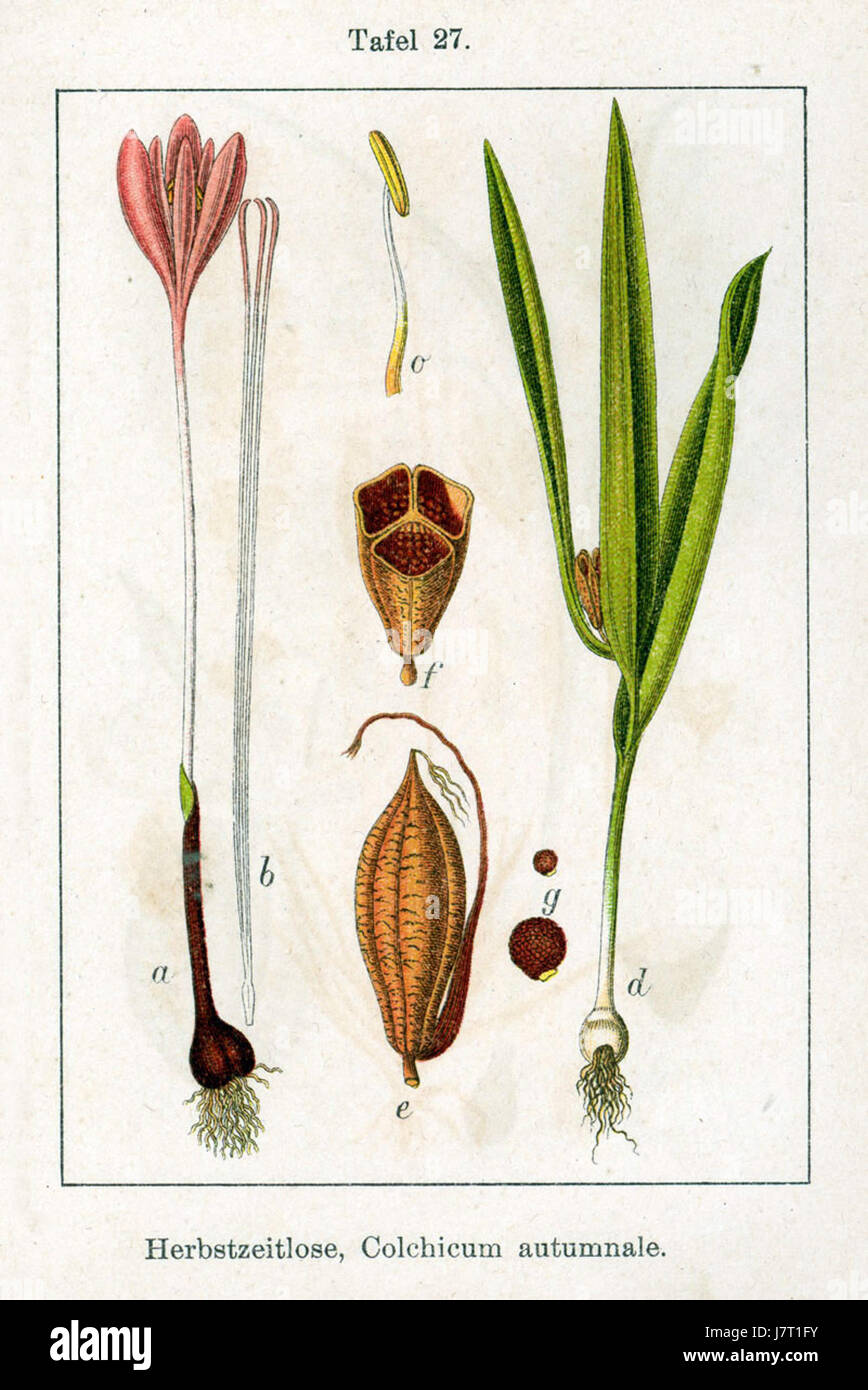 Colchicum autumnale, auch bekannt als Herbstcrocus, ist eine blühende Pflanze, die in Europa und Teilen Asiens beheimatet ist. Sie ist bekannt für ihre auffälligen violetten Blüten, die im Herbst blühen und im Kontrast zum späteren Laubbild der Pflanze im Frühjahr stehen. Stockfoto