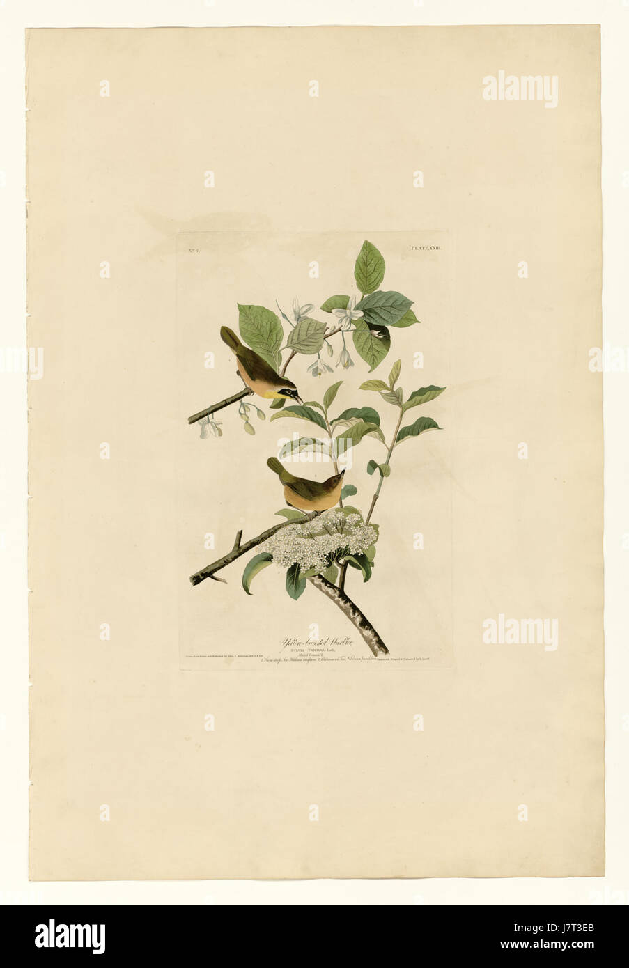 Der Gelbbrust Warbler ist ein kleiner singvogel, der in Nordamerika gefunden wird. Bekannt für seine charakteristischen gelben Unterseiten und den kontrastfarbenen dunklen Rücken, wird diese Art oft in bewaldeten Gebieten und Gärten gesehen. Es ist ein Zugvogel, der lange Entfernungen für die Zucht und Überwinterung zurücklegt. Stockfoto