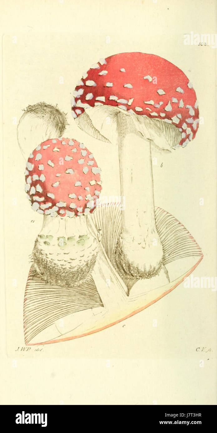 Agaricus muscarius, allgemein bekannt als Fliegenpilz, ist eine Pilzart, die sich durch ihre rote Kappe mit weißen Flecken auszeichnet. Sie kommt häufig in den nördlichen gemäßigten Regionen vor und ist bekannt für ihre halluzinogenen Eigenschaften und ihre toxische Natur. Stockfoto