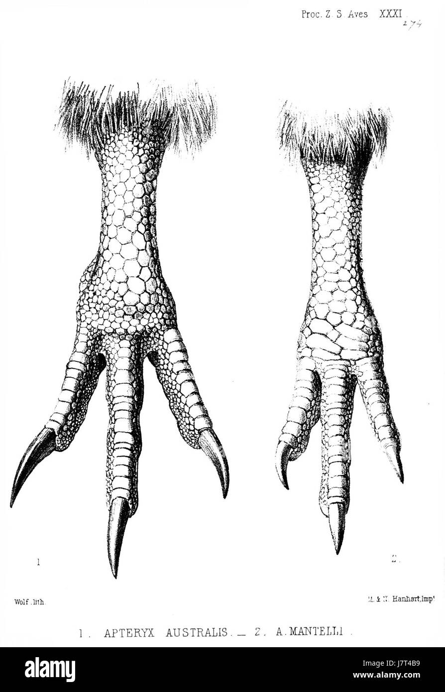 „ApteryxLegsWolf“ bezieht sich wahrscheinlich auf eine Darstellung der Beine eines Aperyx (eines flugunfähigen Vogels) neben den Beinen eines Wolfs, was möglicherweise die vergleichende Anatomie oder künstlerische Darstellung dieser Kreaturen hervorhebt. Stockfoto