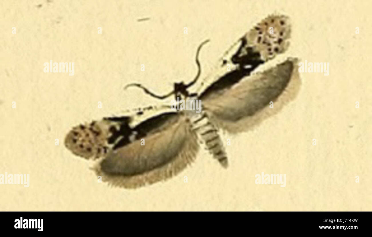 Anacampsis blattariella ist eine Art von Motten aus der Familie der Gelechiidae. Sie kommt in Europa und Teilen Asiens vor. Die Motte hat ein charakteristisches Aussehen mit dunkelbraunen Vorderflügeln, markiert mit hellbraunen oder gelblichen Schuppen und dunklen Markierungen. Die Larven dieser Art ernähren sich von verschiedenen Pflanzen, einschließlich Gräsern. Stockfoto