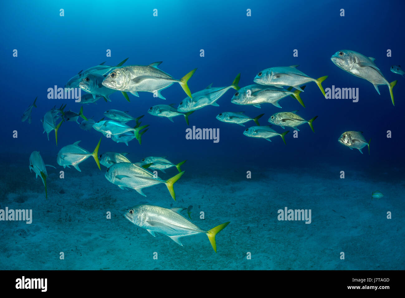 Untiefe Pferdeauge Buben, Caranx Latus, Jardines De La Reina, Kuba Stockfoto