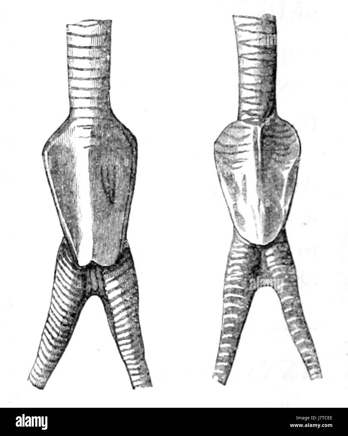 Dendrocygna arborea, auch bekannt als Schwarzbauchente, ist eine Art von Wasservögeln, die erstmals 1859 dokumentiert wurde. Sie ist in Mittel- und Südamerika zu finden und zeichnet sich durch ihr markantes Aussehen und ihr unverwechselbares Pfeifen aus. Stockfoto