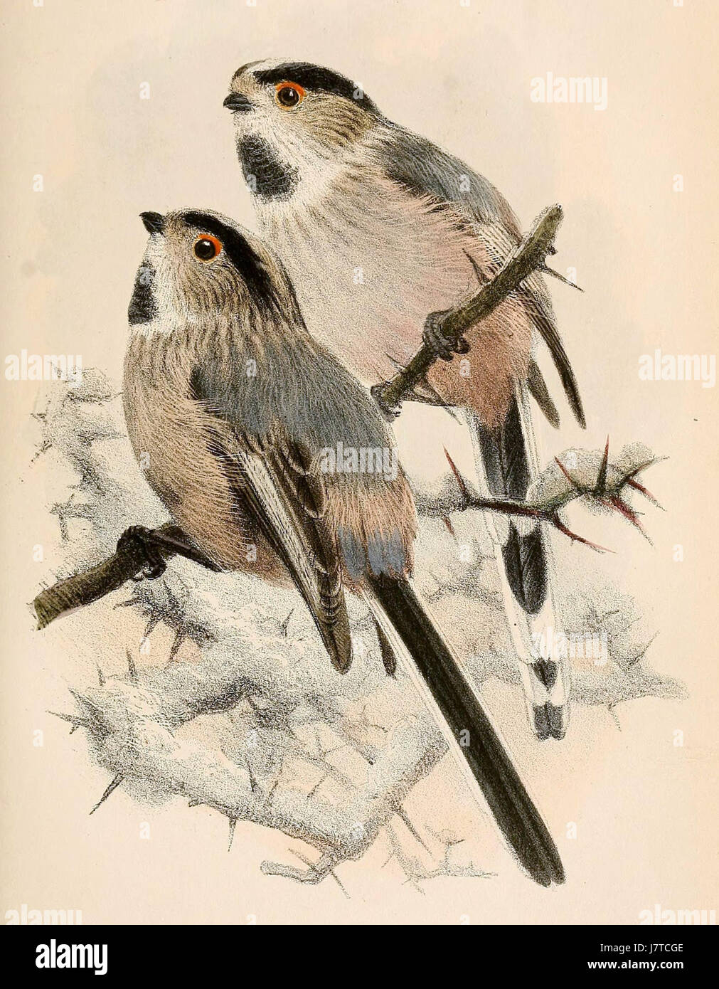 Aegithalos Caudatus Tephronotus 1865 Stockfoto