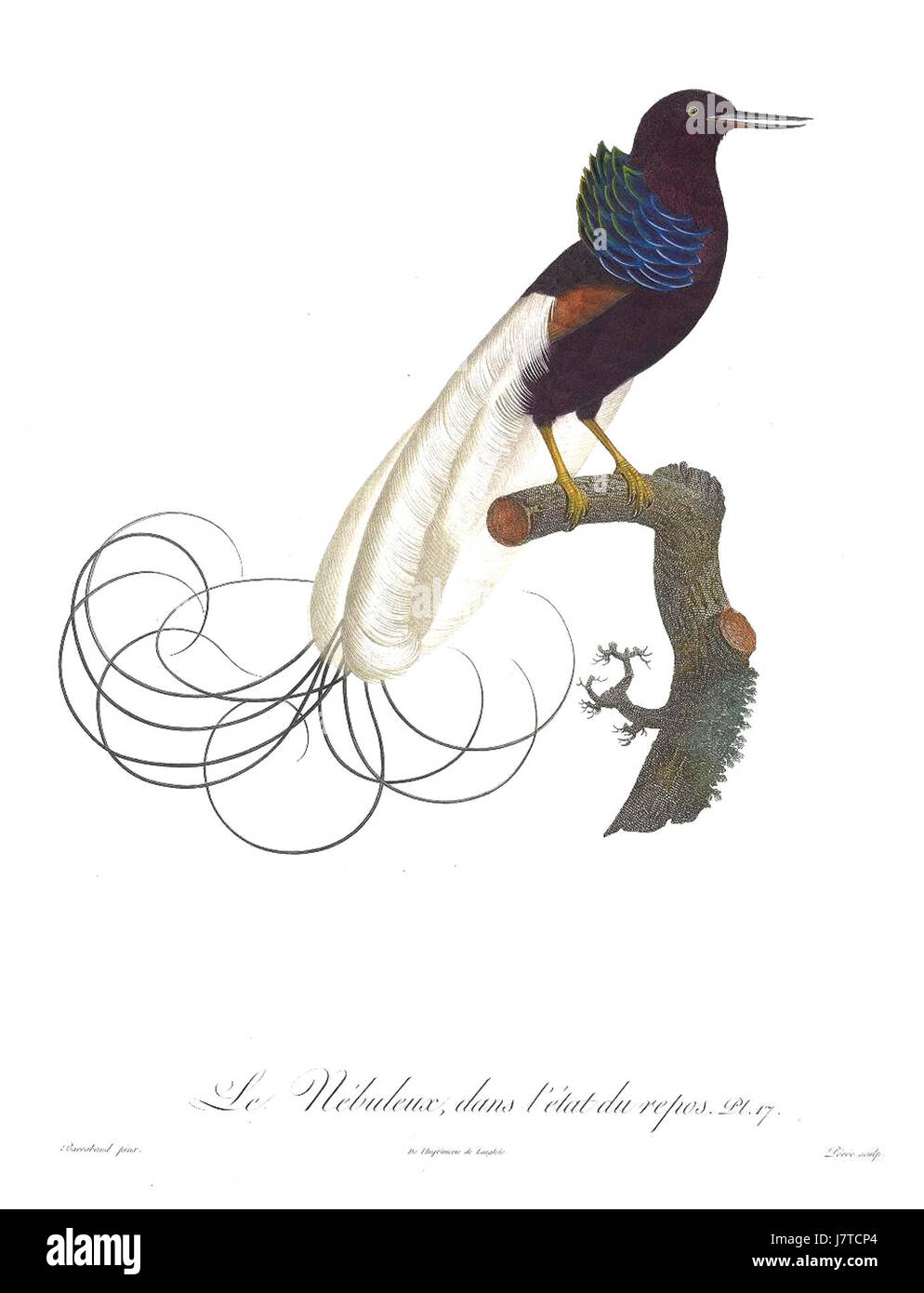 Dieses Kunstwerk, Plate 17 von Barrabandâ 'Birds of Paradise and Rollers', zeigt detaillierte Darstellungen exotischer Vögel und zeigt die komplizierten Federmuster und lebhaften Farben, die für diese Arten typisch sind. Das Kunstwerk ist Teil einer bedeutenden Sammlung von Vogelillustrationen. Stockfoto