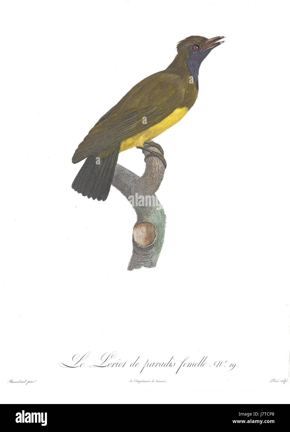 Dieser Titel bezieht sich auf eine detaillierte Abbildung von Vögeln, insbesondere die Paradiesvögel und Roller, die in Platte 19 eines Werkes von Barraband, einem französischen Naturforscher, dargestellt sind. Stockfoto
