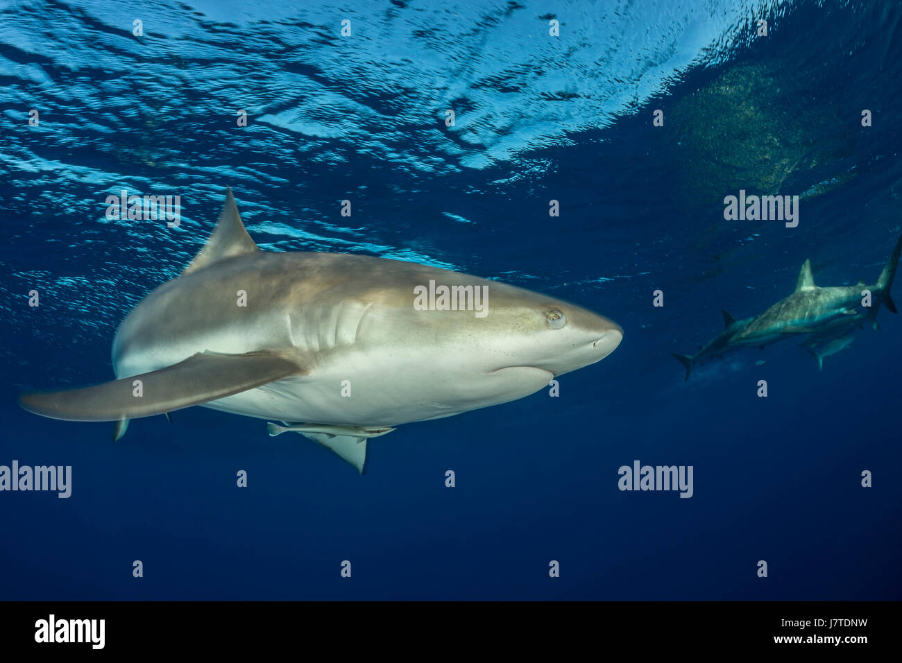 Karibische Riffhaie, Carcharhinus Perezii Jardines De La Reina, Kuba Stockfoto