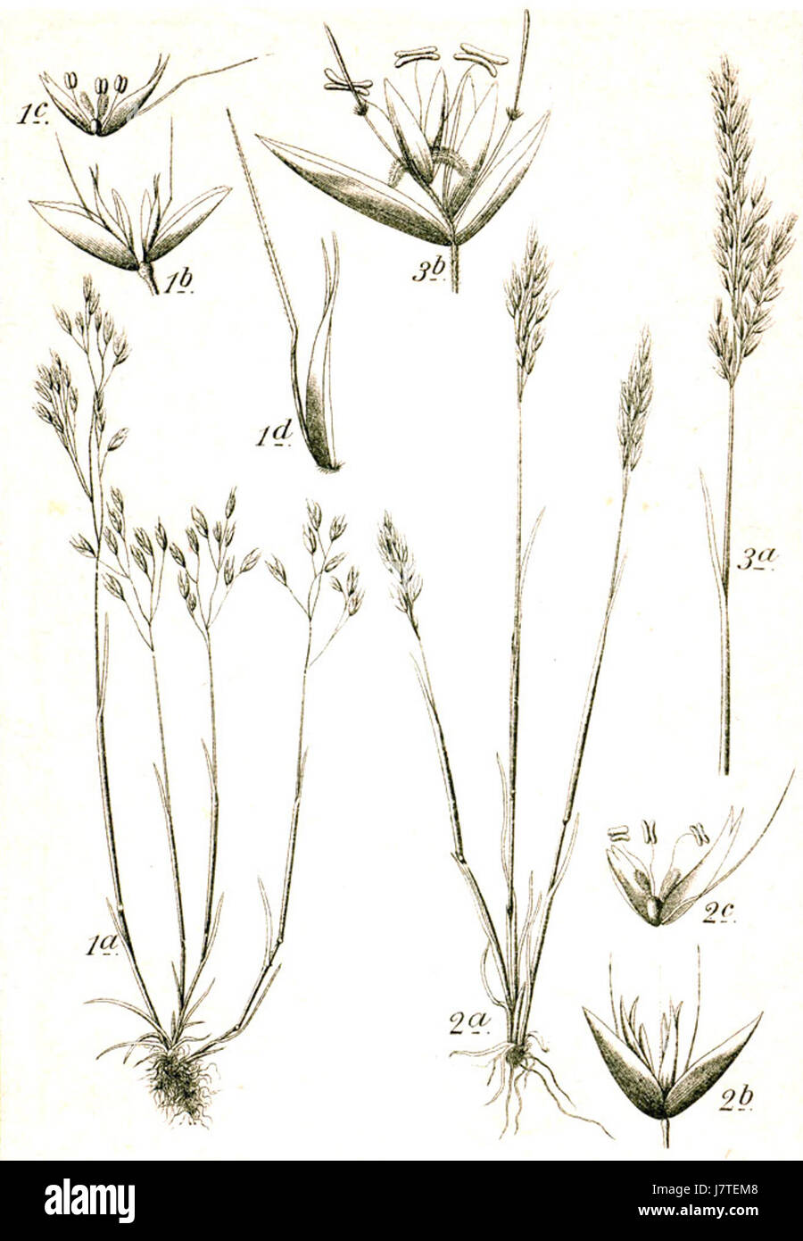 Aira Corynephorus spp. Sturm bezeichnet eine Grasart der Gattung Corynephorus. Die Art wurde vom Botaniker Sturm dokumentiert, was ihre Klassifizierung in botanischen Studien widerspiegelt. Stockfoto