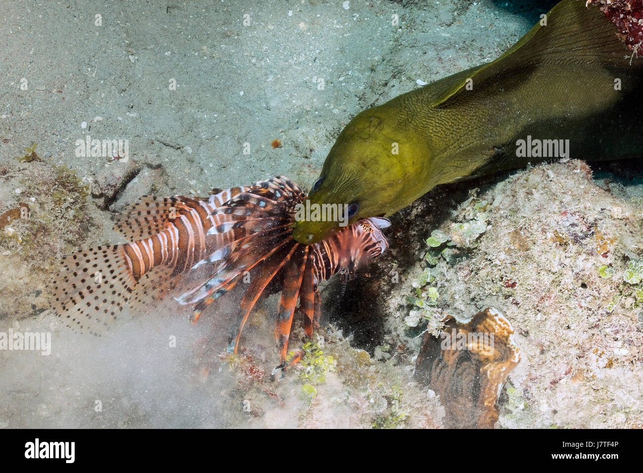Grüne Muräne Fütterung auf Feuerfische, Gymnothorax Funebris, Jardines De La Reina, Kuba Stockfoto