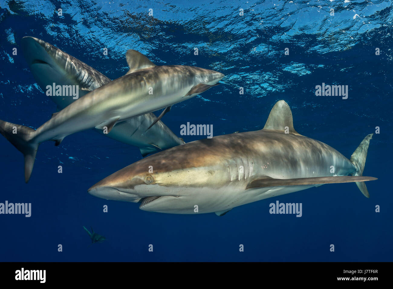 Silky Haifisch, Carcharhinus Falciformis, Jardines De La Reina, Kuba Stockfoto
