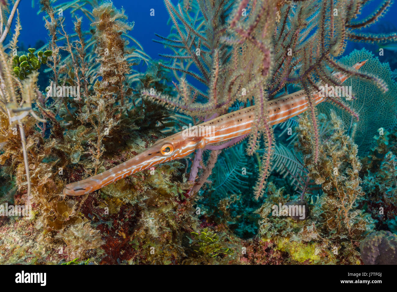 Trumpetfish, Aulostomus Maculatus, Jardines De La Reina, Kuba Stockfoto