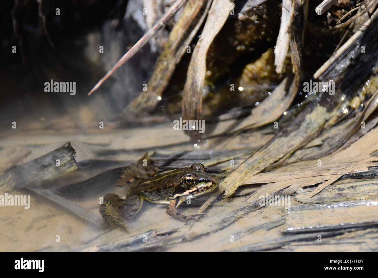 Coruna Frosch, Perez Frosch (Rana Perezi, Rana Ridibunda Perezi) gefunden untergetaucht im Teichwasser in Insel Porto Santo, Portugal Stockfoto