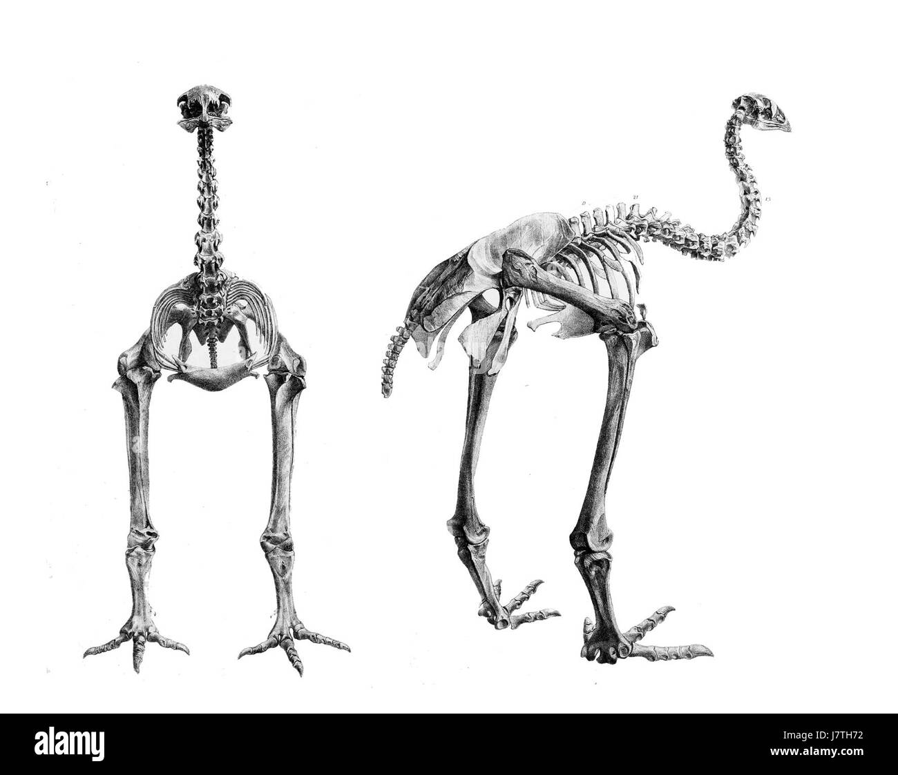 Eine ausgestorbene Art großer, flugunfähiger Vogel aus der Familie Dinornithidae, die in Neuseeland beheimatet ist. Stockfoto