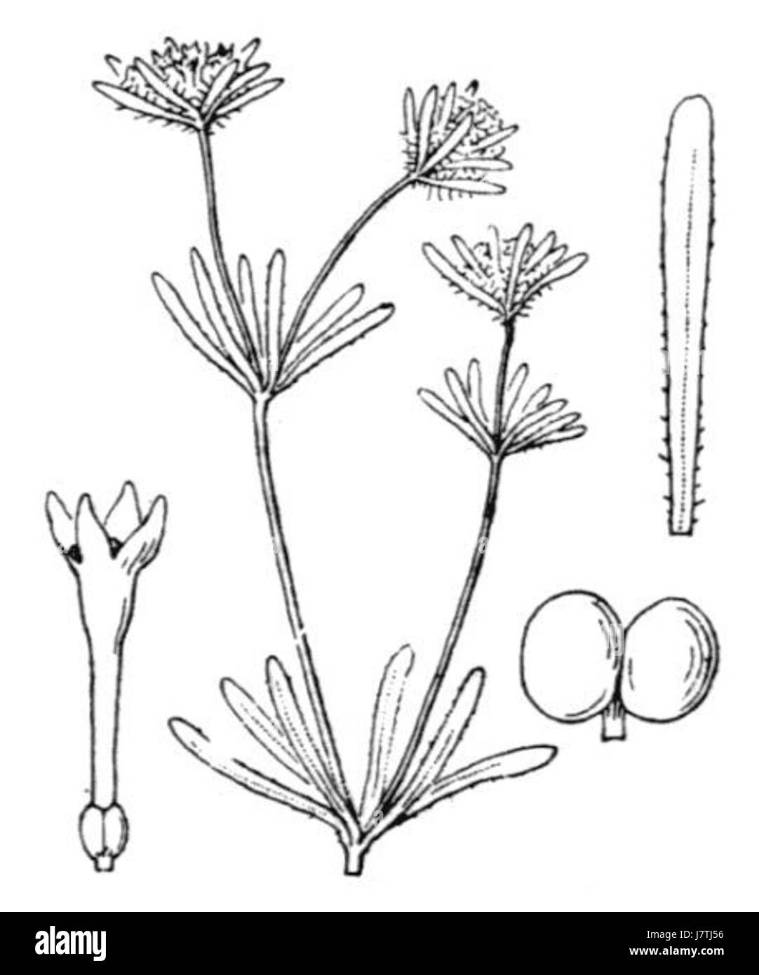 Asperula arvensis, allgemein bekannt als Feldbettstroh, ist eine Pflanzenart aus der Familie der Rubiaceae. Sie kommt in gemäßigten Regionen vor und wächst oft in Grasland, Straßenrändern und gestörten Lebensräumen. Stockfoto