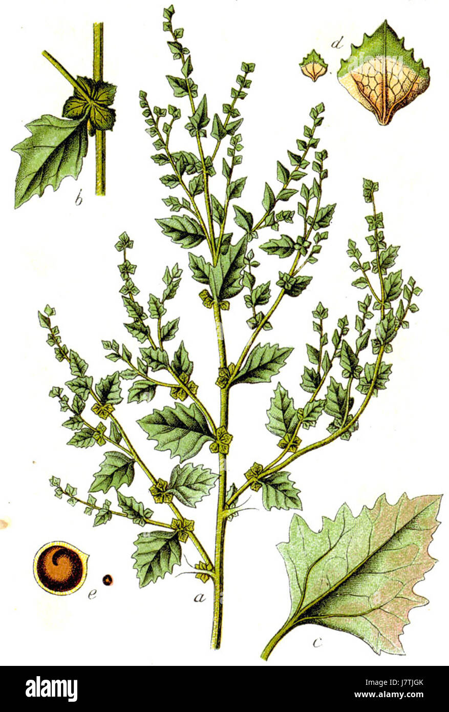 Atriplex Rosea Sturm30 Stockfoto