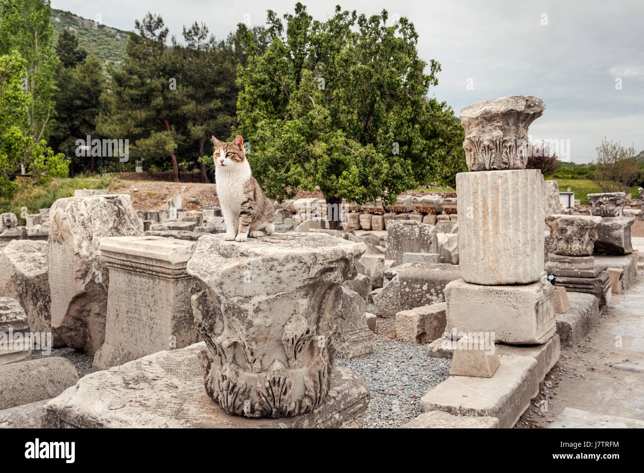 Katze unter den Ruinen von Ephesus, Türkei Stockfoto