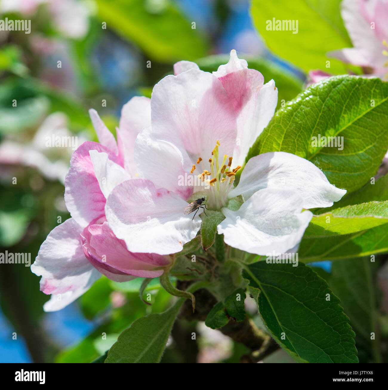 Kleine Fliege auf Apfel Blume, Apfelblüte im Frühjahr Stockfoto